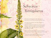 Schwarze Königskerze